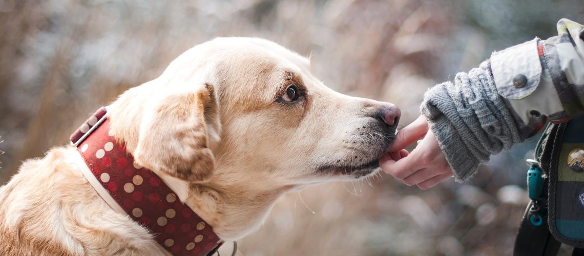 dog-gc528c44d4_1920