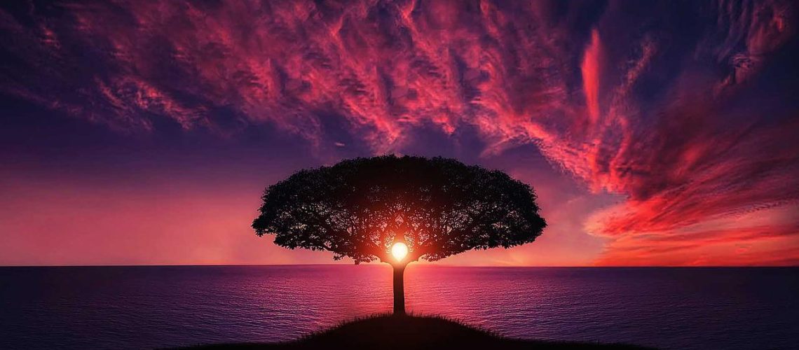 tree-g97d3a1d09_1280